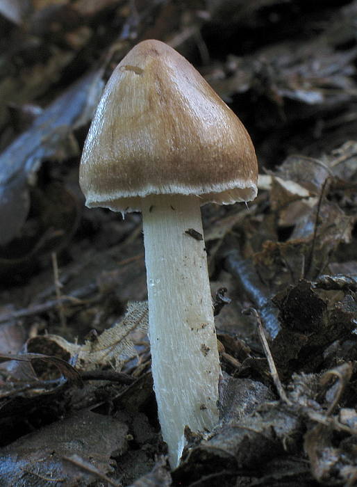 vláknica ? Inocybe sp.?