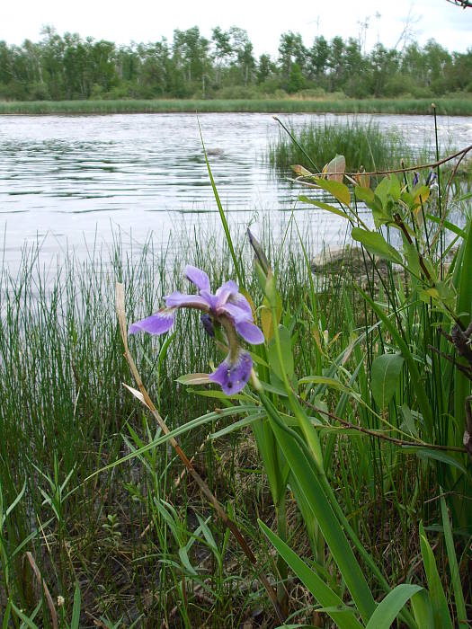 wILD IRIS   Iris versicolor