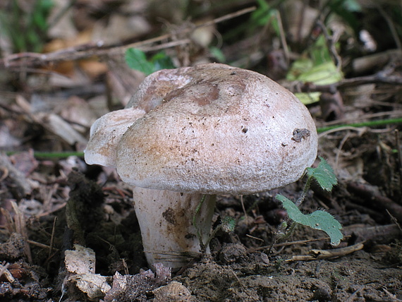 rýdzik Lactarius sp.