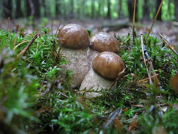 kozák hrabový Leccinum pseudoscabrum (Kallenb.) Šutara