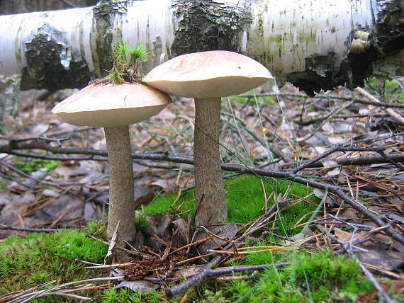 kozák brezový Leccinum scabrum (Bull.) Gray