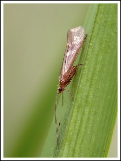 potočník kosoštvorcový Limnephilus rhombicus