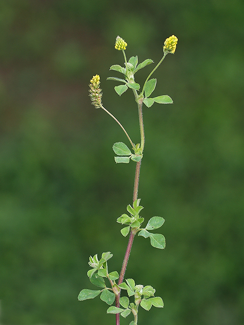 lucerna ďatelinová Medicago lupulina L.