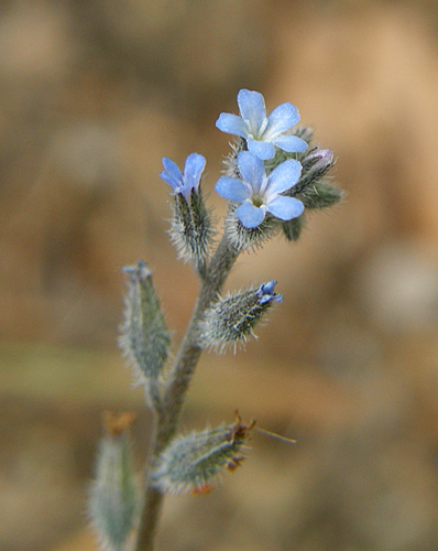 nezábudka kopcová Myosotis ramosissima Rochel ex Schult.