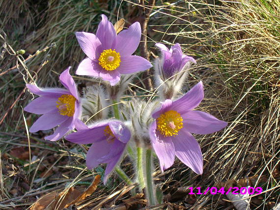 poniklec slovenský Pulsatilla slavica Reuss