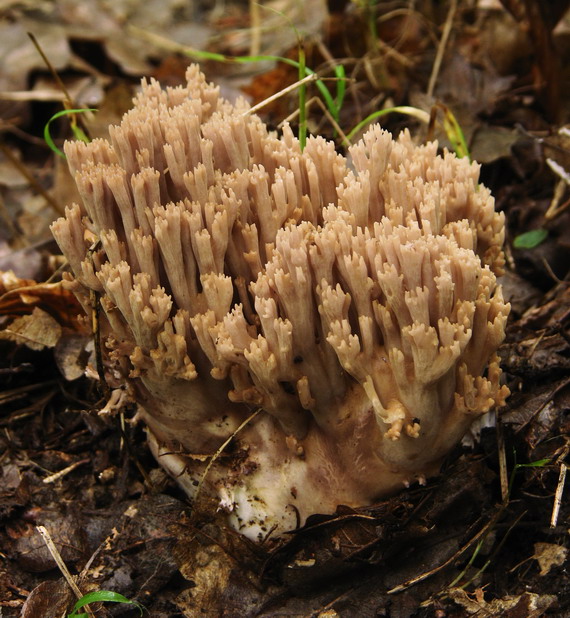 strapačka Ramaria sp.