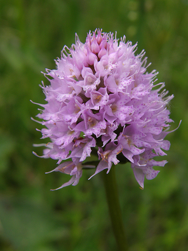 pavstavač hlavatý Traunsteinera globosa (L.) Reichenb.