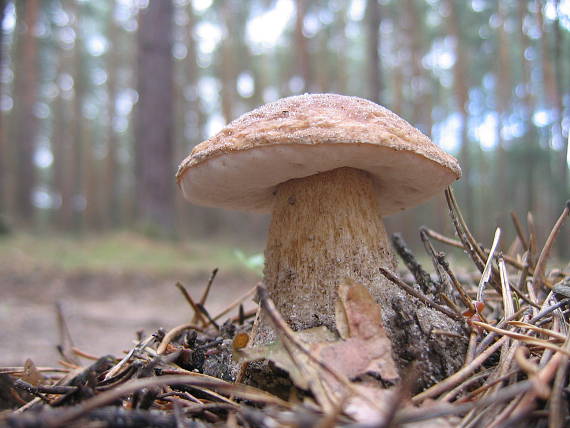 podhríb žlčový Tylopilus felleus (Bull.) P. Karst.