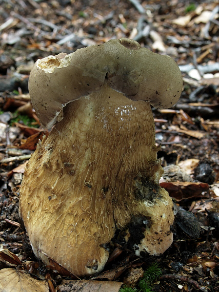 podhríb žlčový Tylopilus felleus (Bull.) P. Karst.