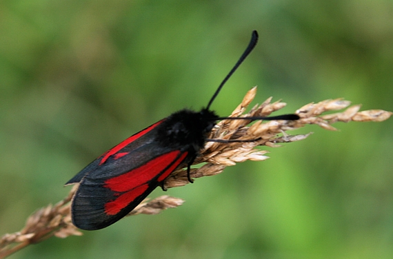 vretienka dúšková Zygaena purpuralis