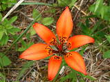 lalia..... wood lilly