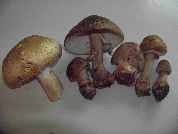 muchotrávka červenkastá Amanita rubescens Pers.