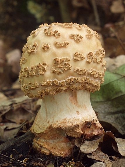 muchotrávka červenkastá Amanita rubescens Pers.