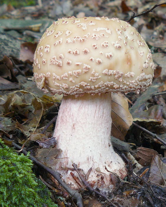 muchotrávka červenkastá Amanita rubescens Pers.