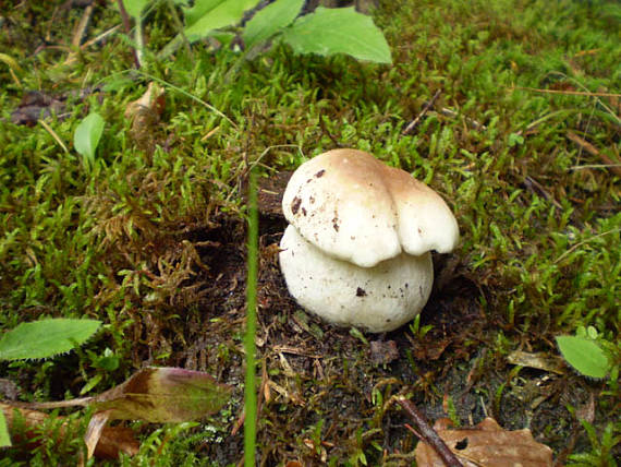 hríb smrekový Boletus edulis Bull.