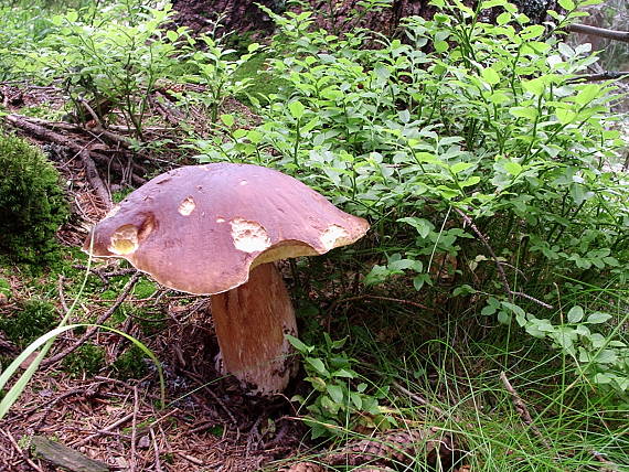 hríb sosnový Boletus pinophilus Pil. et Dermek in Pil.