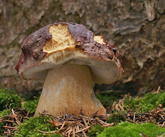 hríb sosnový Boletus pinophilus Pil. et Dermek in Pil.