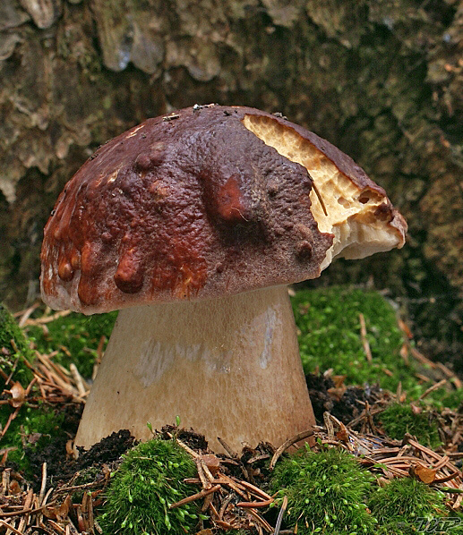 hríb sosnový Boletus pinophilus Pil. et Dermek in Pil.