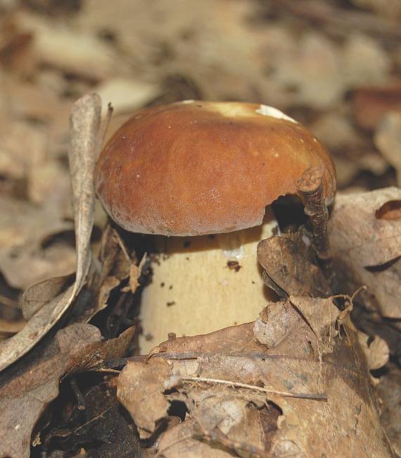 hríb dubový Boletus reticulatus Schaeff.