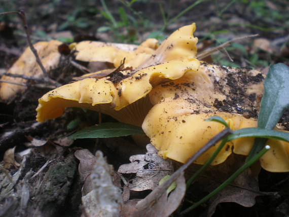 kuriatko jedlé Cantharellus cibarius Fr.