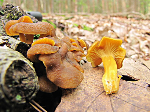 kuriatko žltohnedé Cantharellus lutescens Fr.