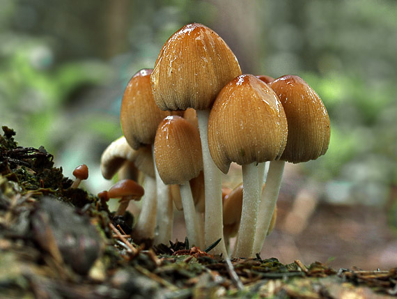 hnojník Coprinus sp.