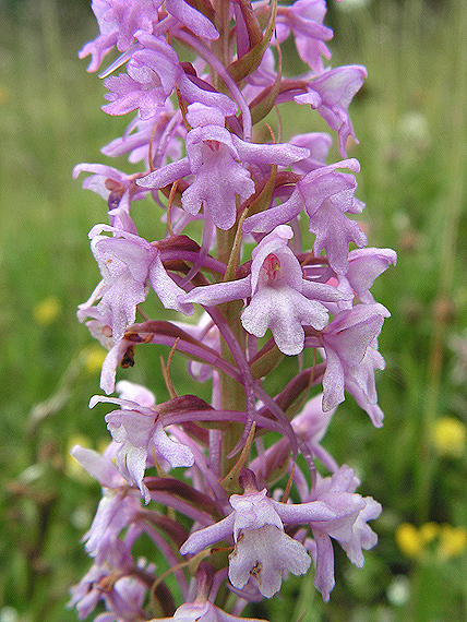 päťprstnica obyčajná Gymnadenia conopsea (L.) R. Br.