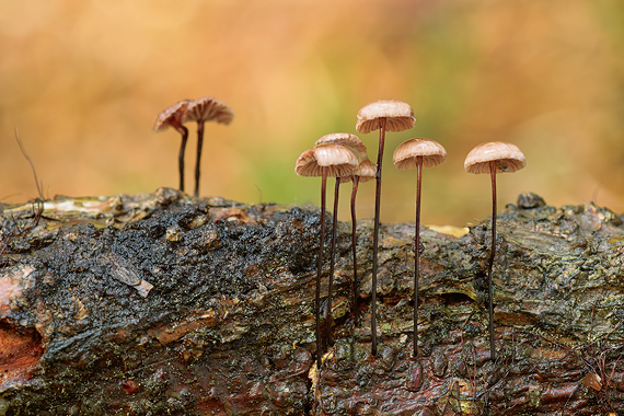 tanečnica čiernohlúbiková Gymnopus androsaceus (L.) Della Maggiora & Trassinelli