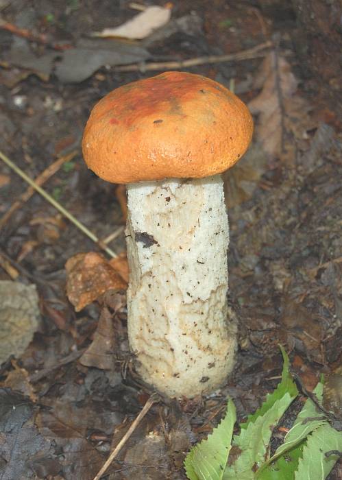 kozák osikový Leccinum albostipitatum den Bakker & Noordel.