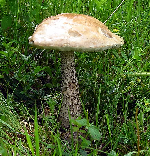 kozák brezový Leccinum scabrum (Bull.) Gray