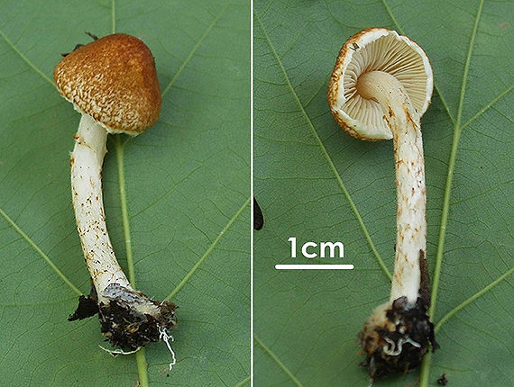 bedlička hnedá Lepiota castanea Quél.