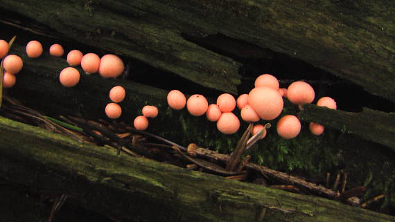 vlčinka červená Lycogala epidendrum (J.C. Buxb. ex L.) Fr.