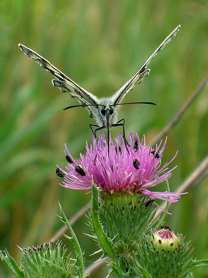 očkáň timotejkový Melanargia galathea