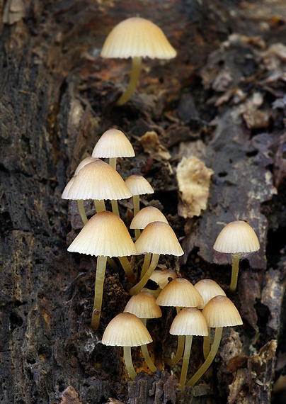 prilbička žltohlúbiková Mycena renati Quél.