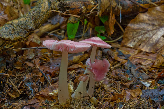 helmovka narůžovělá ? Mycena rosea?