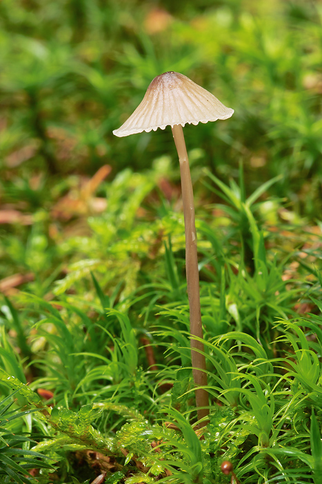 prilbička Mycena sp.