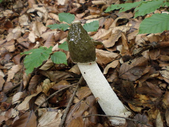 hadovka smradľavá Phallus impudicus L.