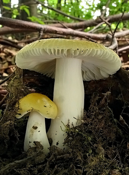 plávka slnečná Russula solaris Ferd. & Winge