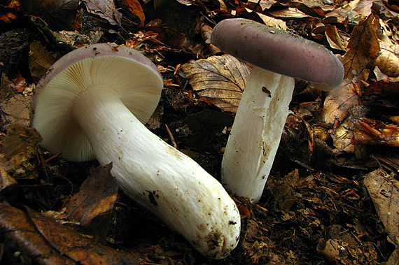 plávka   Russula sp.