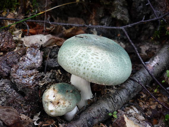 plávka zelenkastá Russula virescens (Schaeff.) Fr.