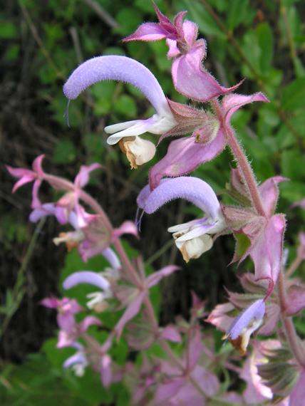 šalvia muškátová Salvia sclarea L.