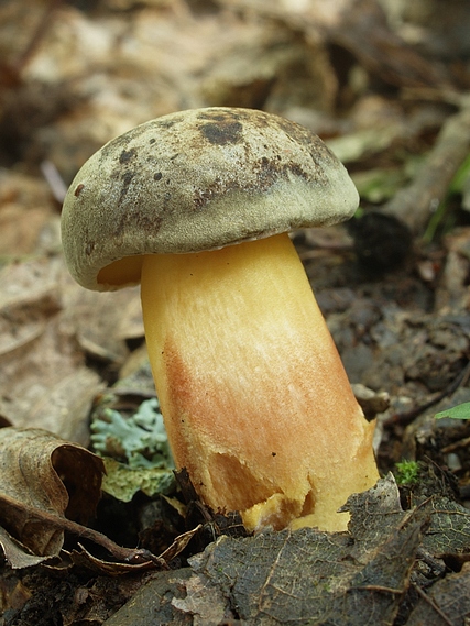 suchohríb Xerocomus sp.