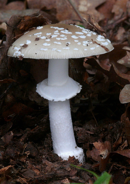 muchotrávka tigrovaná Amanita pantherina (DC.) Krombh.