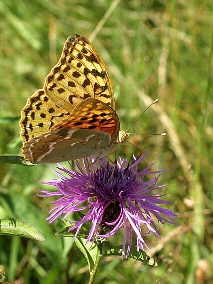 perlovec červený Argynnis pandora