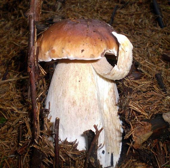 hríb smrekový Boletus edulis Bull.