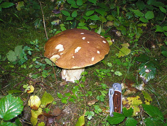 hríb smrekový Boletus edulis Bull.