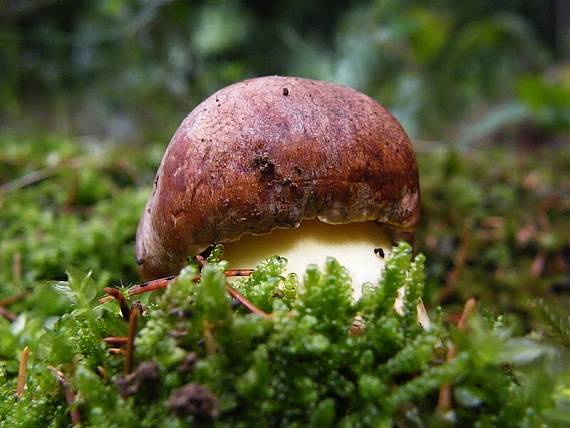 hríb horský Butyriboletus subappendiculatus (Dermek, Lazebn. & J. Veselský) D. Arora & J.L. Frank