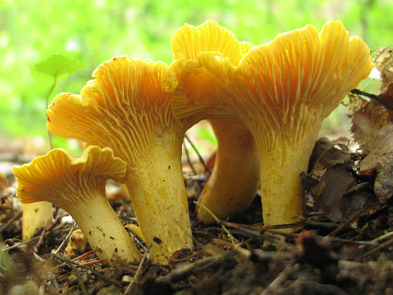 liška obecná Cantharellus cibarius Fr.