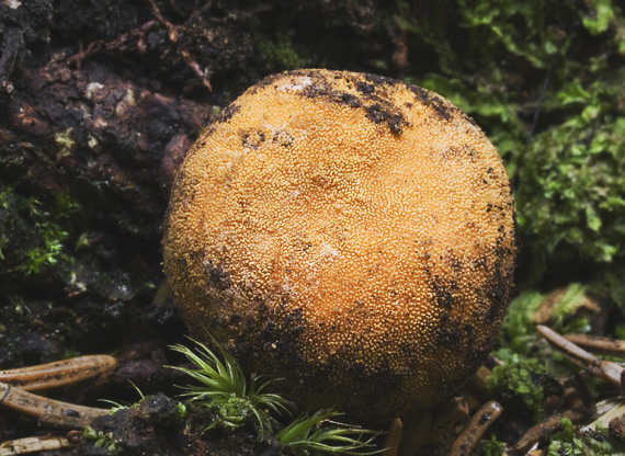 srnka obyčajná Elaphomyces granulatus Fr.