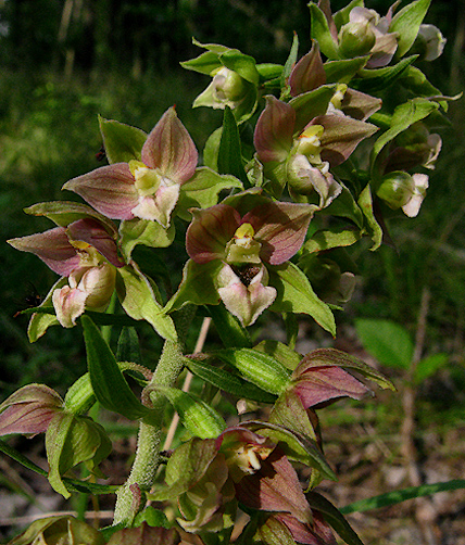 kruštík širokolistý pravý Epipactis helleborine subsp. helleborine (L.) Crantz